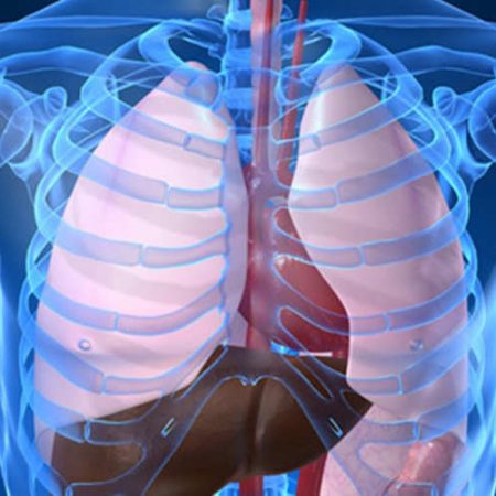 Anatomie et physiologie