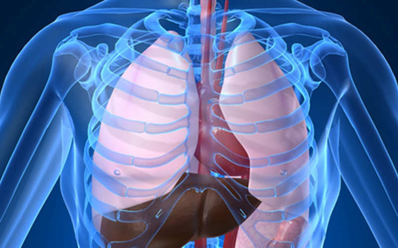 Anatomie et physiologie