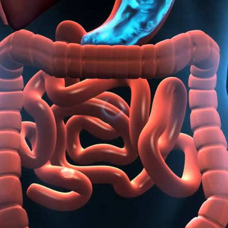 Digestion et métabolisme