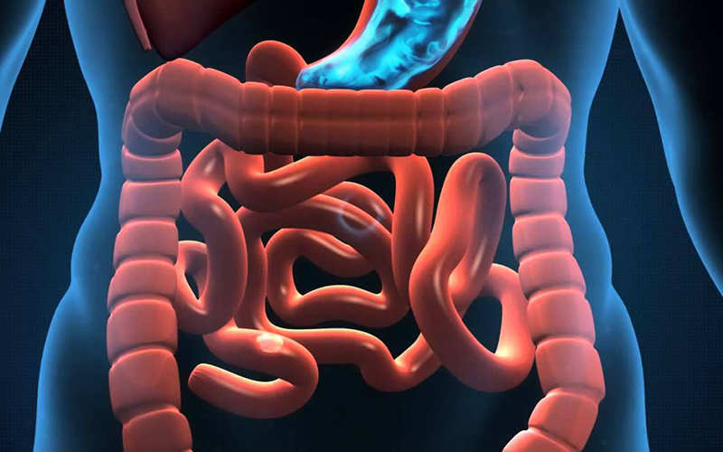 Digestion et métabolisme