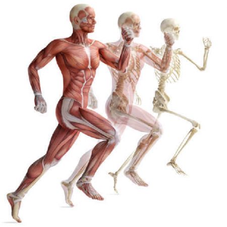Anatomie et physiologie de l’appareil locomoteur