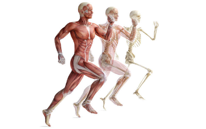 Anatomie et physiologie de l’appareil locomoteur